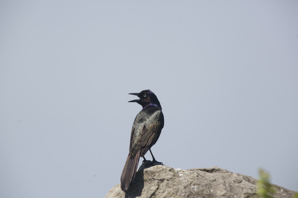 Common Grackle - Paul Miller