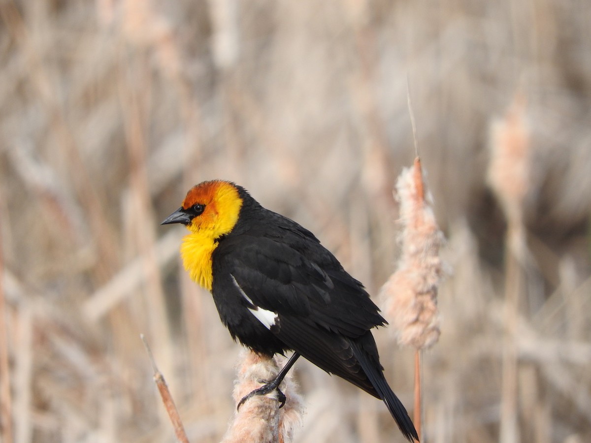 Yellow-headed Blackbird - Andy Teucher
