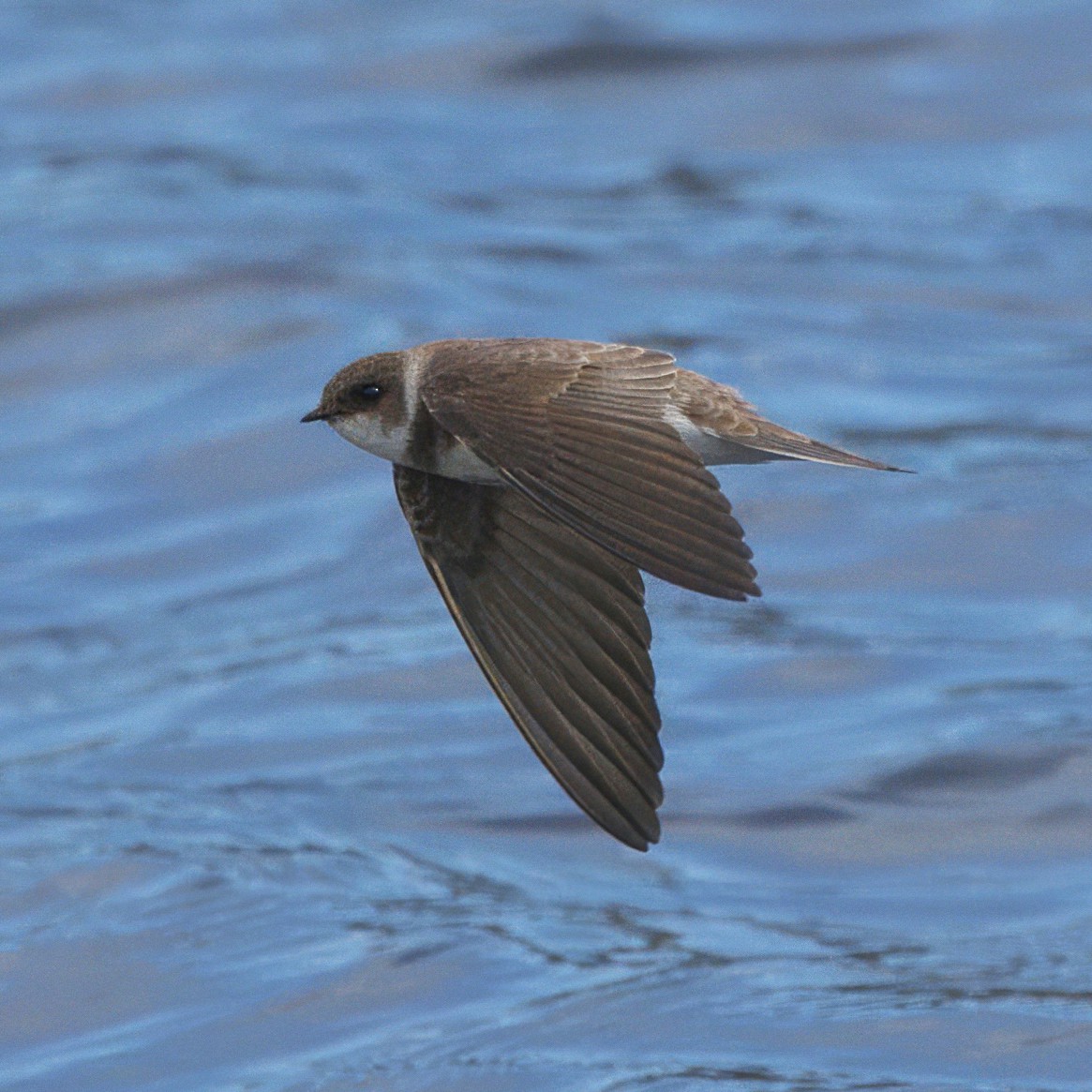 Bank Swallow - Dave Prentice