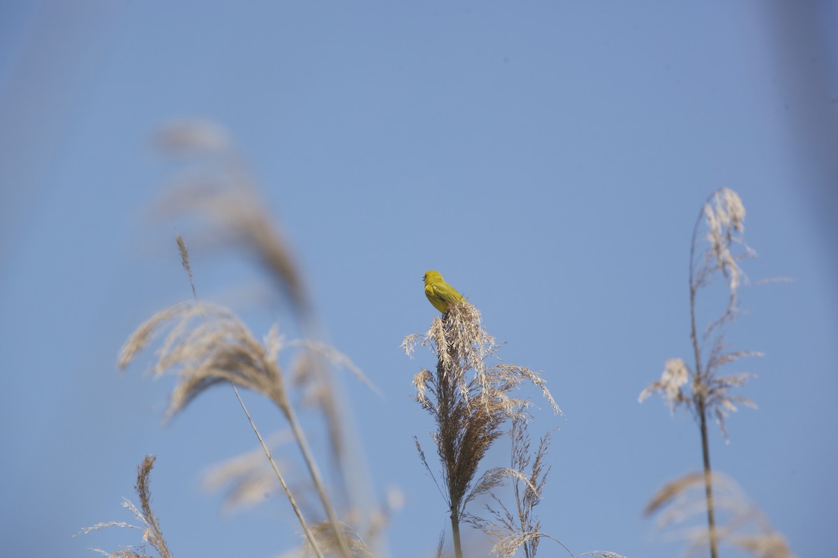 Yellow Warbler - Paul Miller