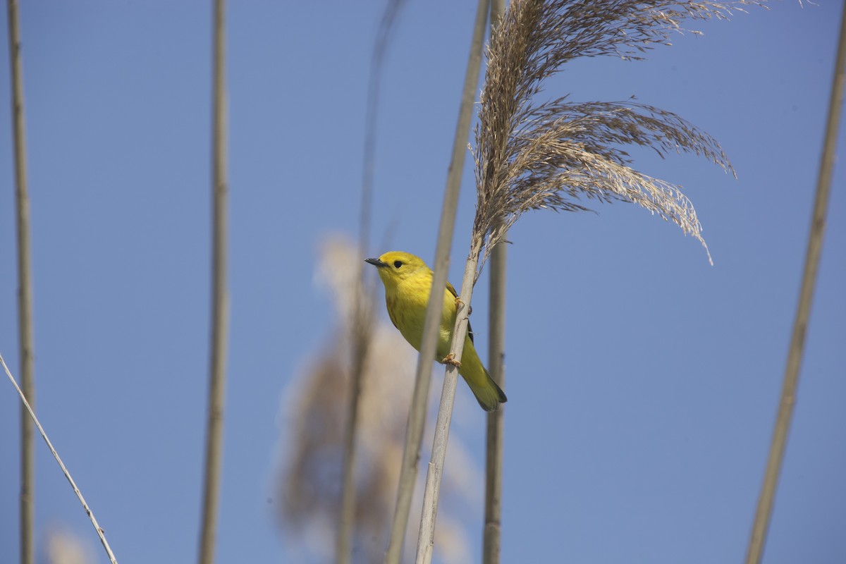 Yellow Warbler - Paul Miller