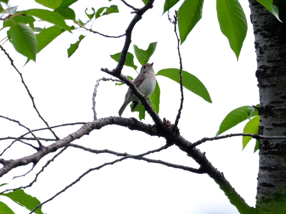 Asian Brown Flycatcher - s maekawa