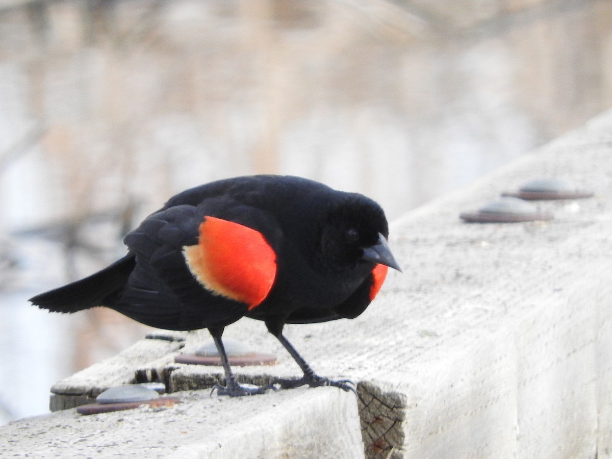 Red-winged Blackbird - Andy Teucher