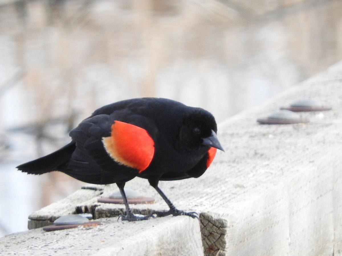 Red-winged Blackbird - ML619553312