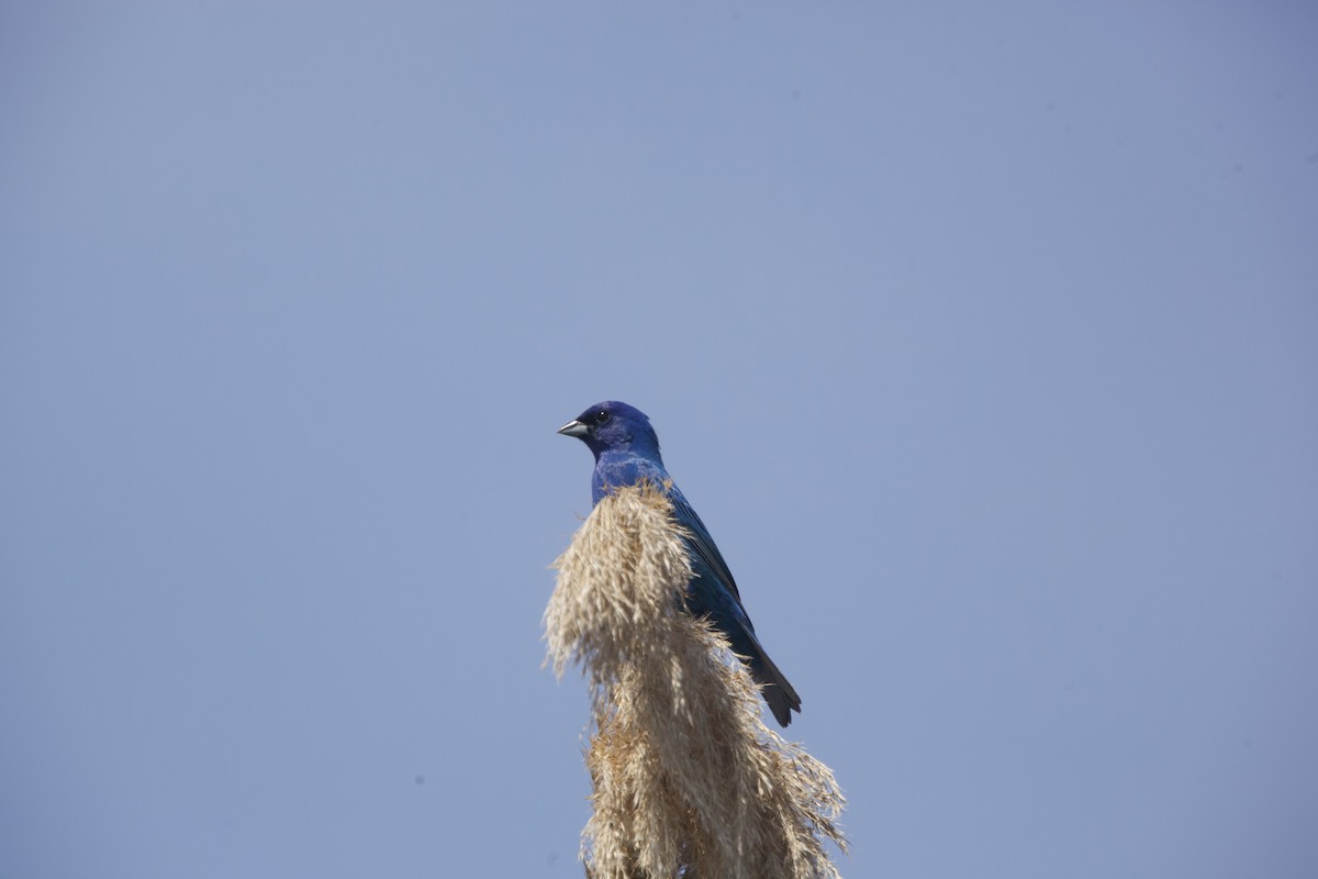 Indigo Bunting - ML619553320