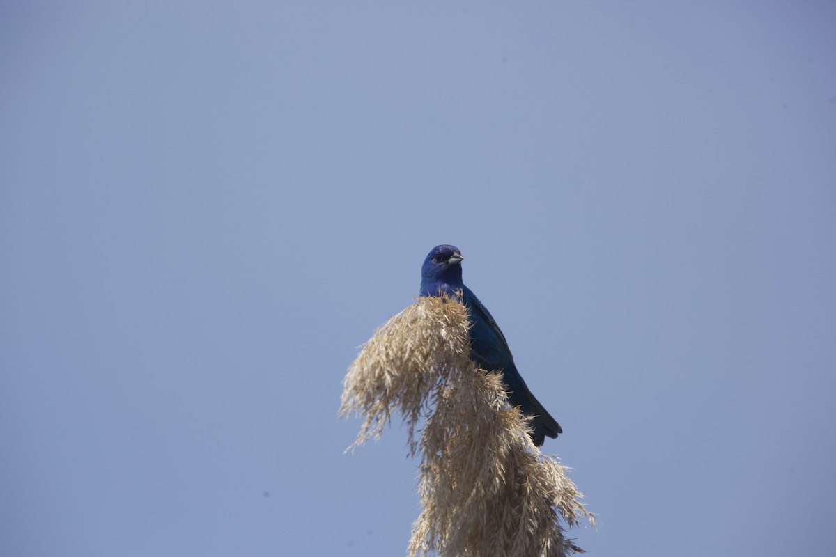 Indigo Bunting - Paul Miller