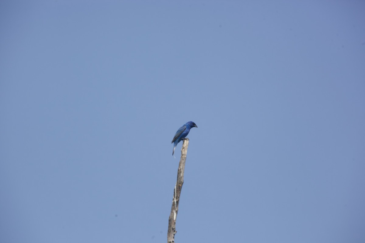 Indigo Bunting - Paul Miller