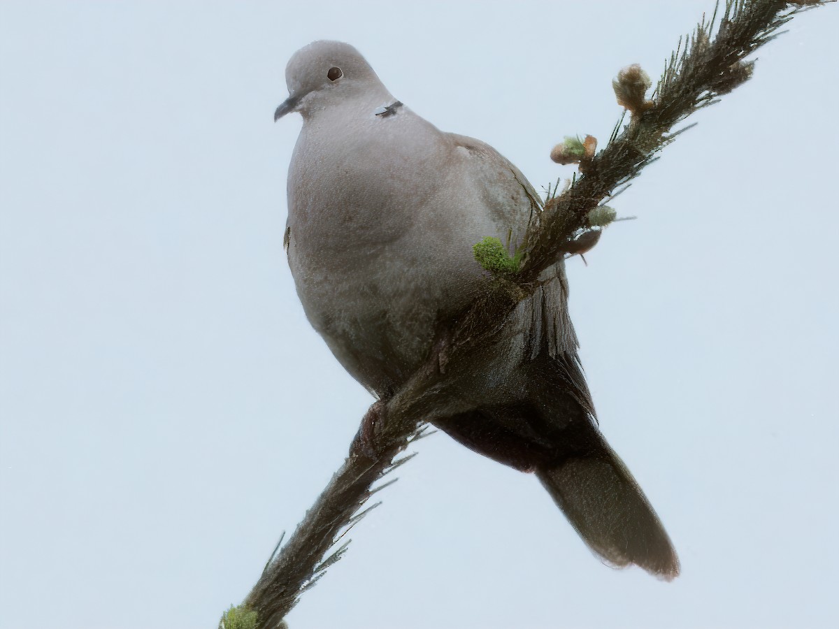 Eurasian Collared-Dove - Dan Tallman