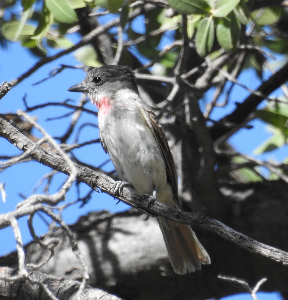 Rose-throated Becard - Brian Nicholas