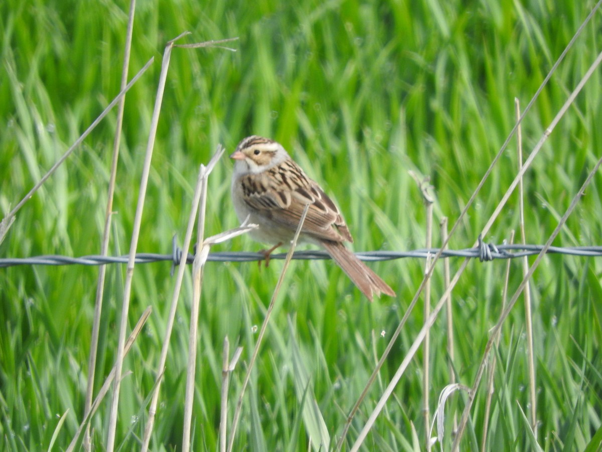 Clay-colored Sparrow - Andy Teucher