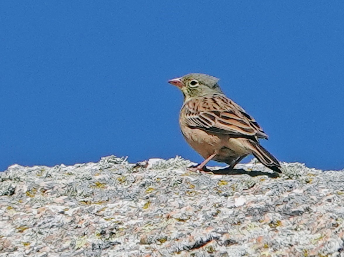 Ortolan Bunting - Diane Drobka