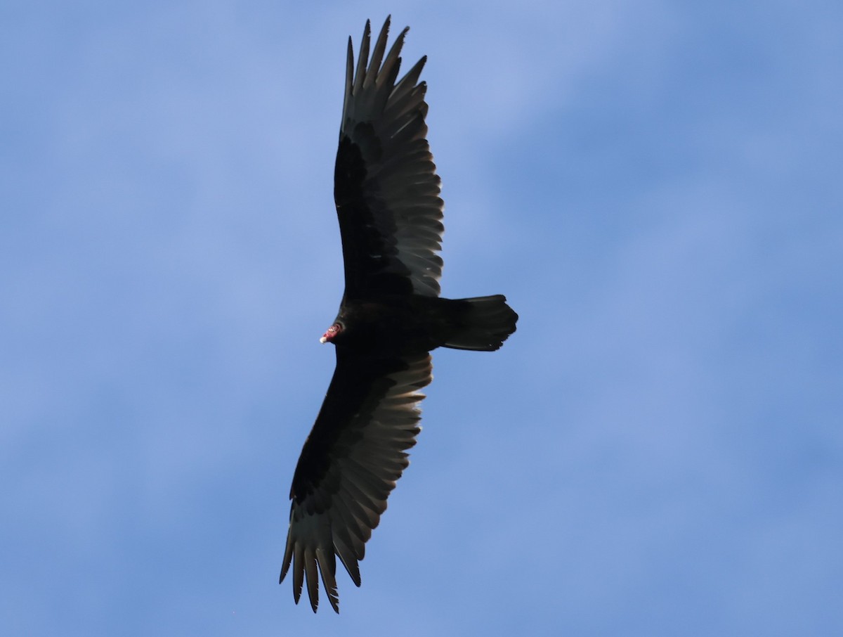 Turkey Vulture - Pam Rasmussen