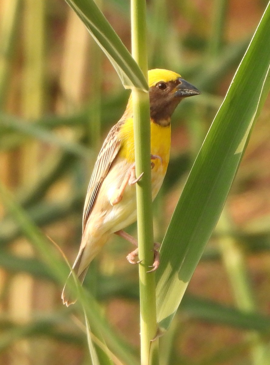 Baya Weaver - Prof Chandan Singh Dalawat