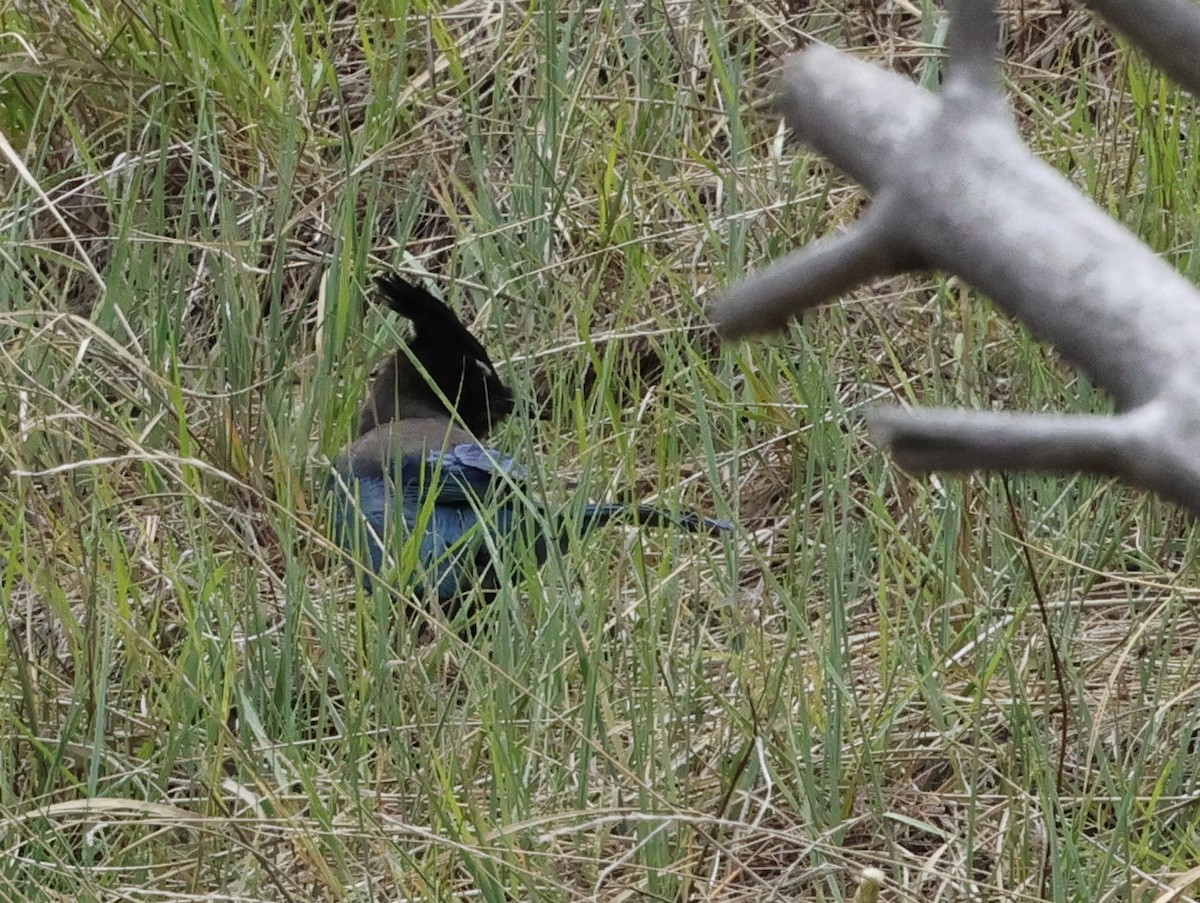 Steller's Jay - Chris Gilbert