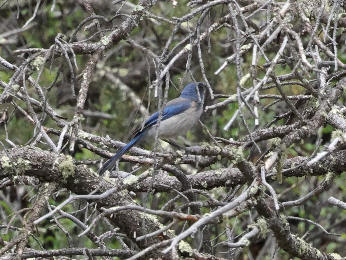 Woodhouse's Scrub-Jay - Chris Gilbert