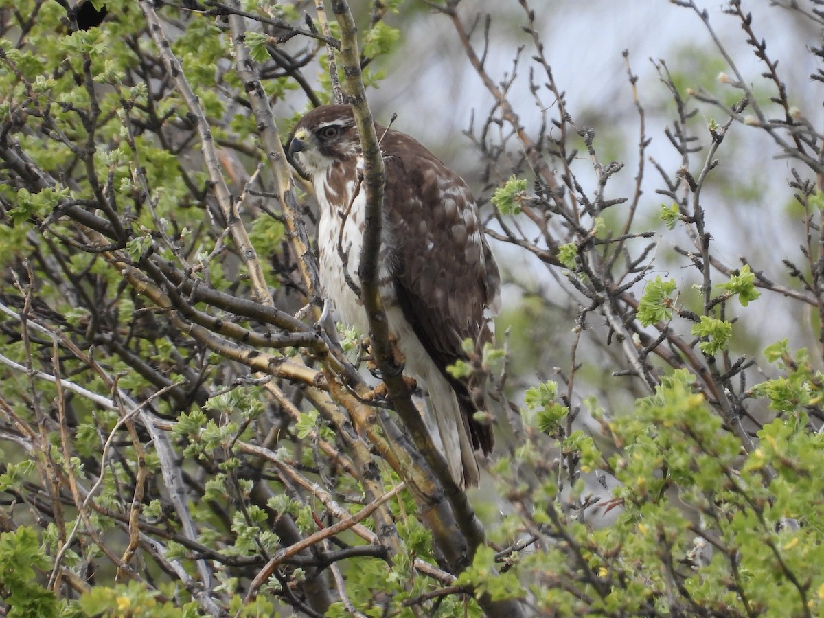 Broad-winged Hawk - John Lundgren