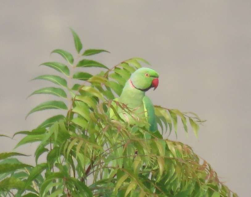 Rose-ringed Parakeet - Chitra Ingole