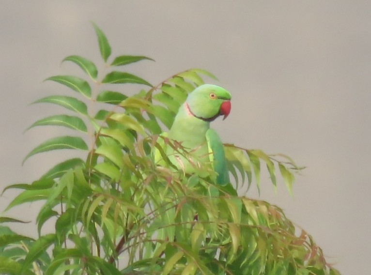 Rose-ringed Parakeet - Chitra Ingole