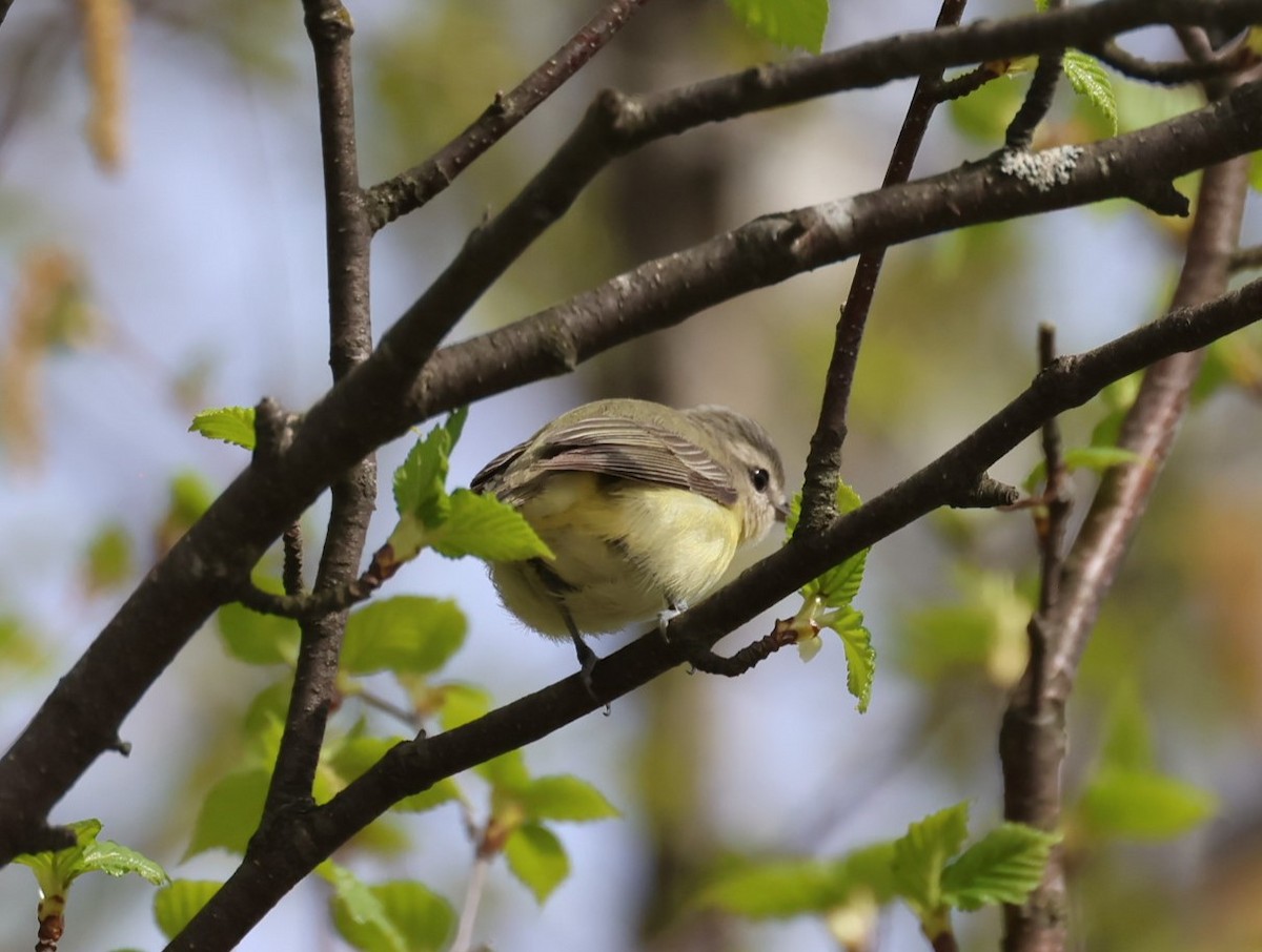 Philadelphia Vireo - Pam Rasmussen