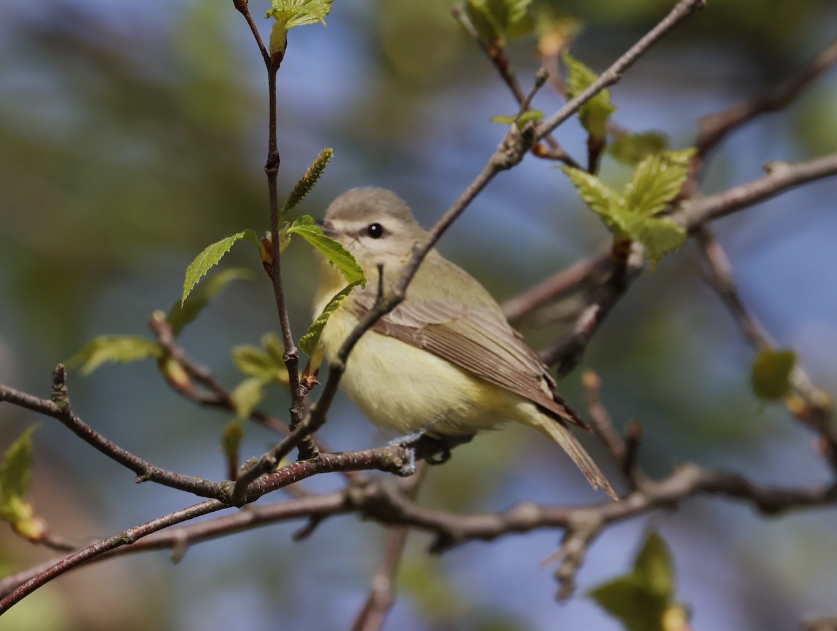 Philadelphia Vireo - Pam Rasmussen