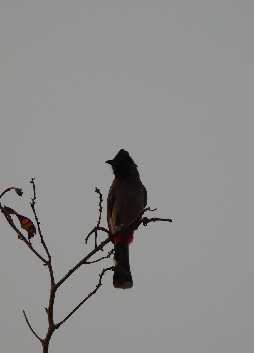 Red-vented Bulbul - Prof Chandan Singh Dalawat