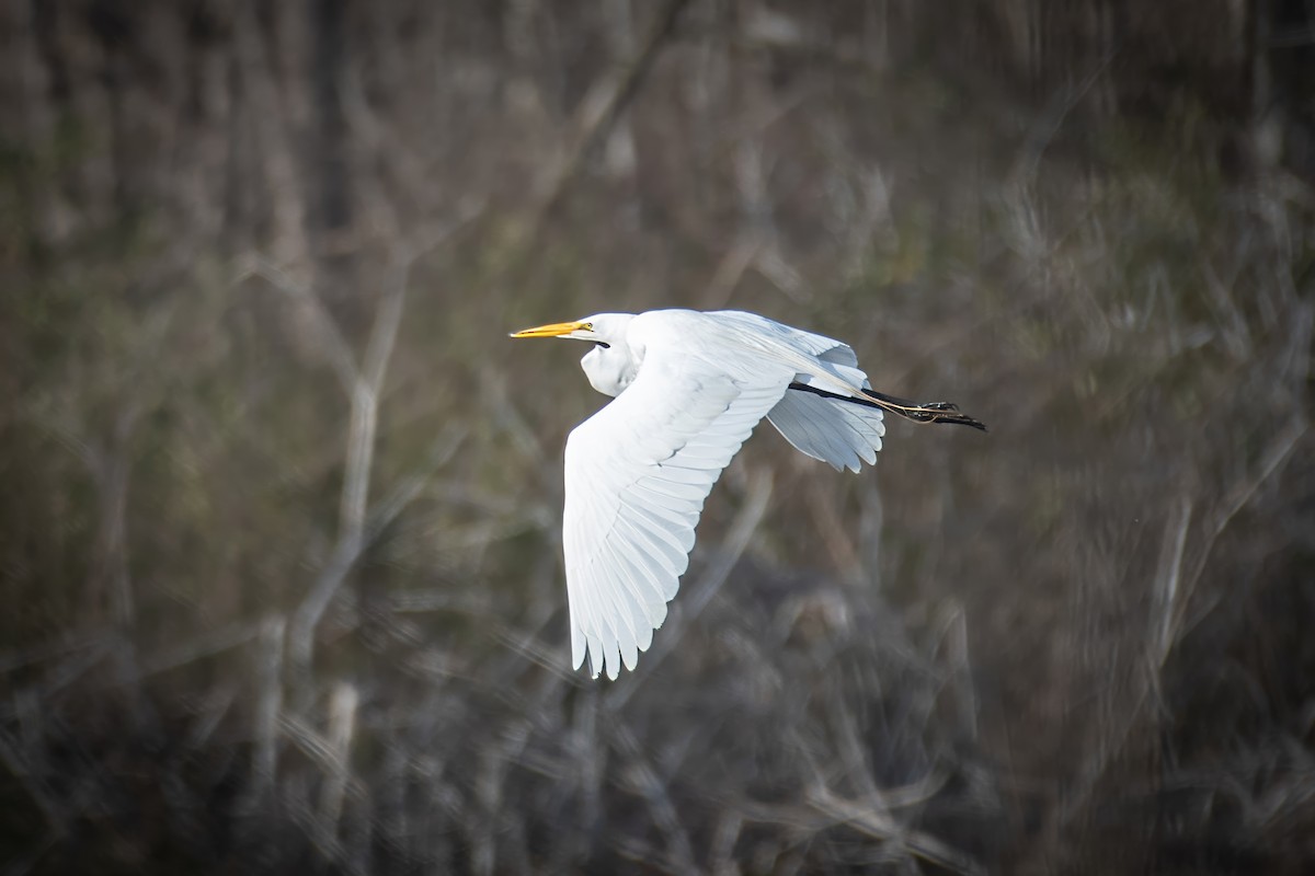 Great Egret - Rob Cochran