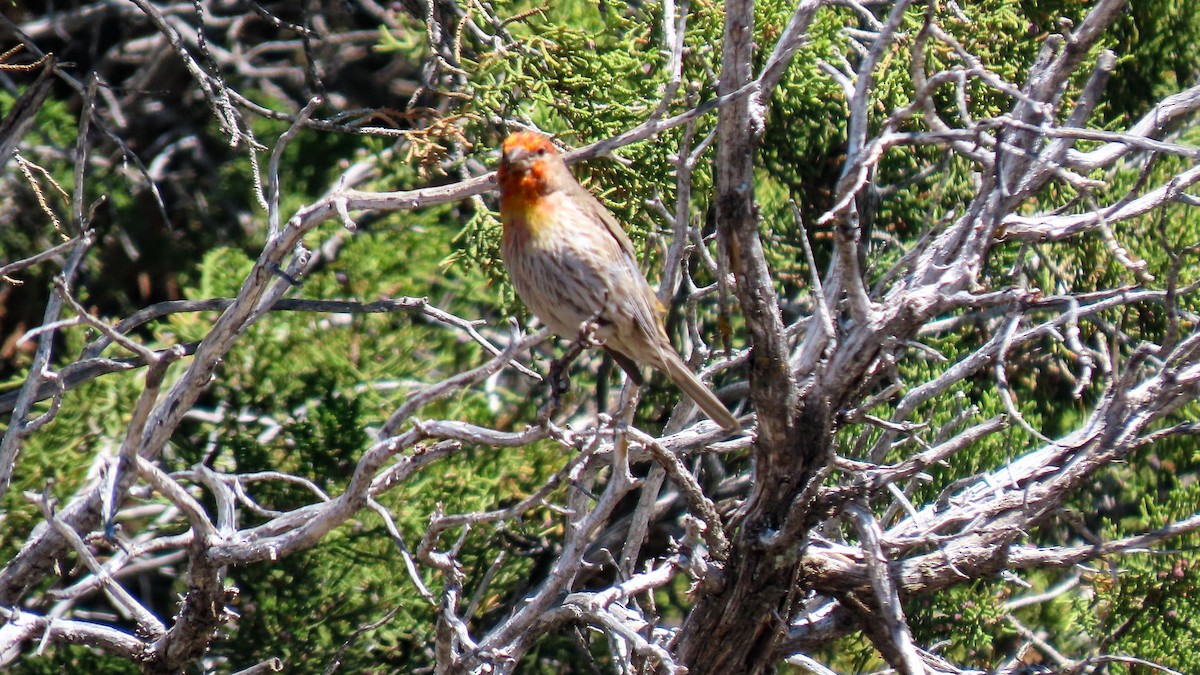 House Finch - Rozelle Wright