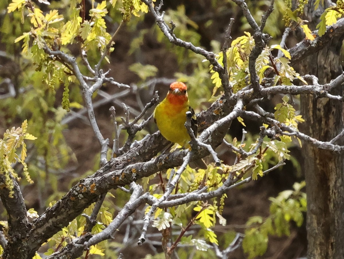 Western Tanager - Chris Gilbert