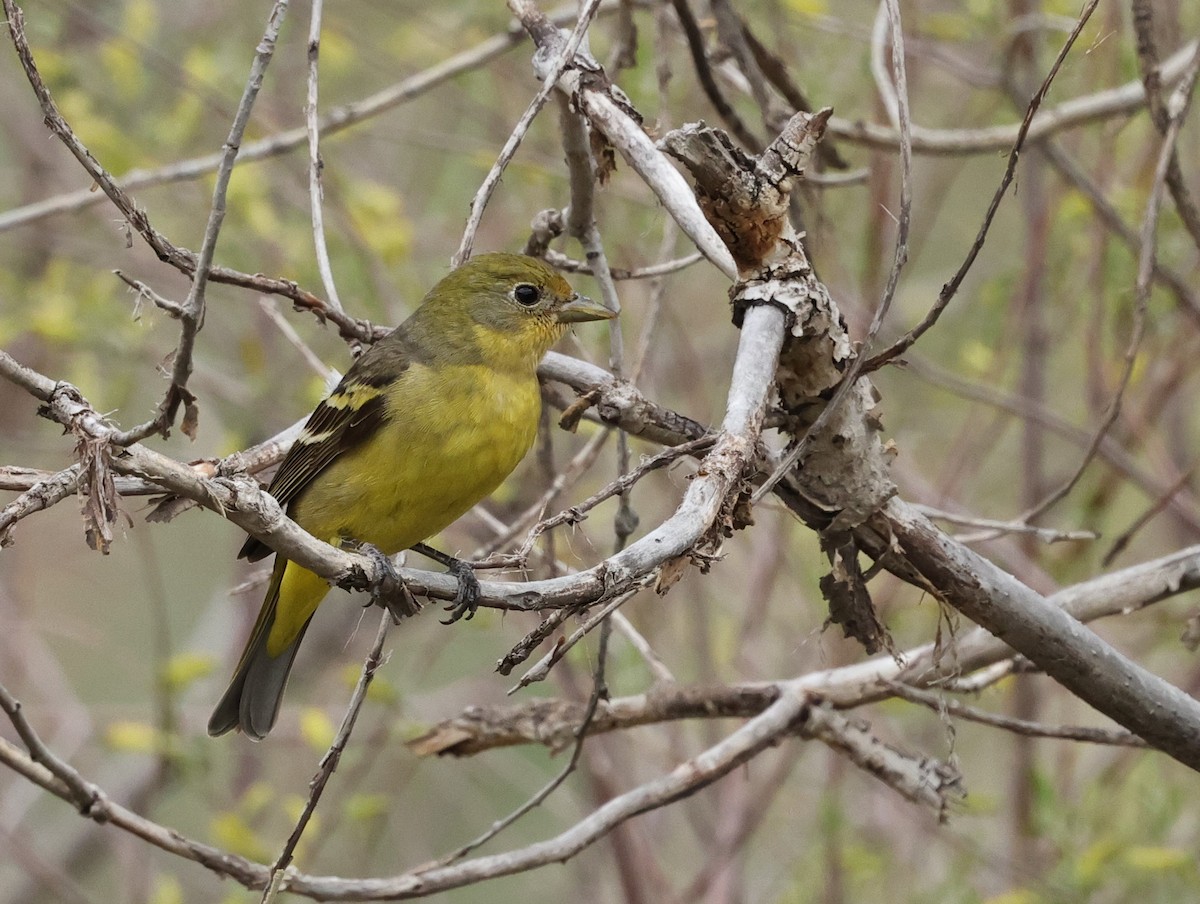 Western Tanager - Chris Gilbert