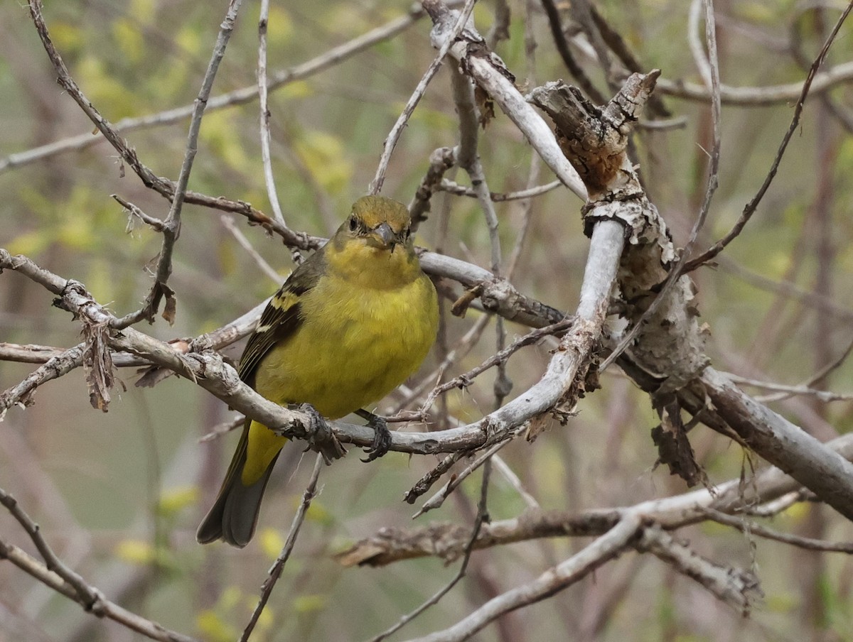 Western Tanager - Chris Gilbert