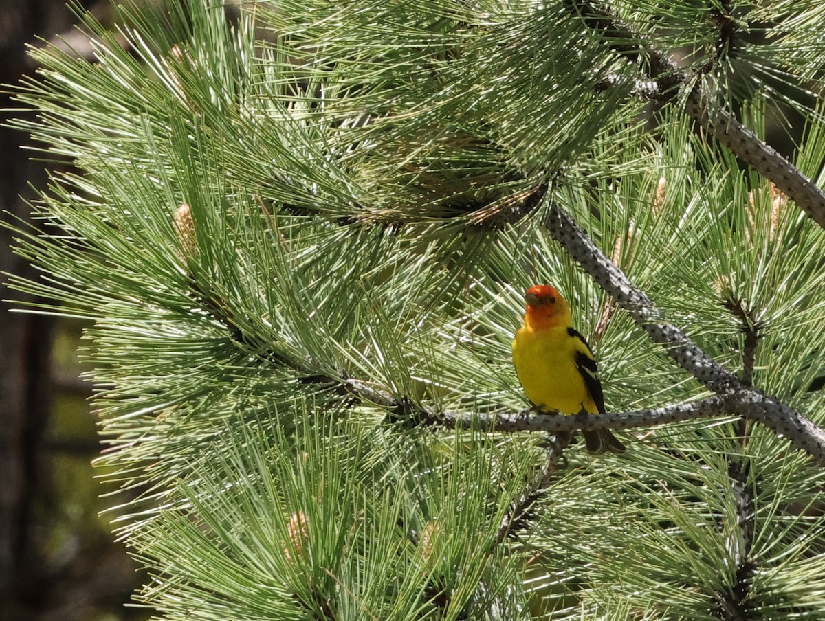 Western Tanager - Chris Gilbert