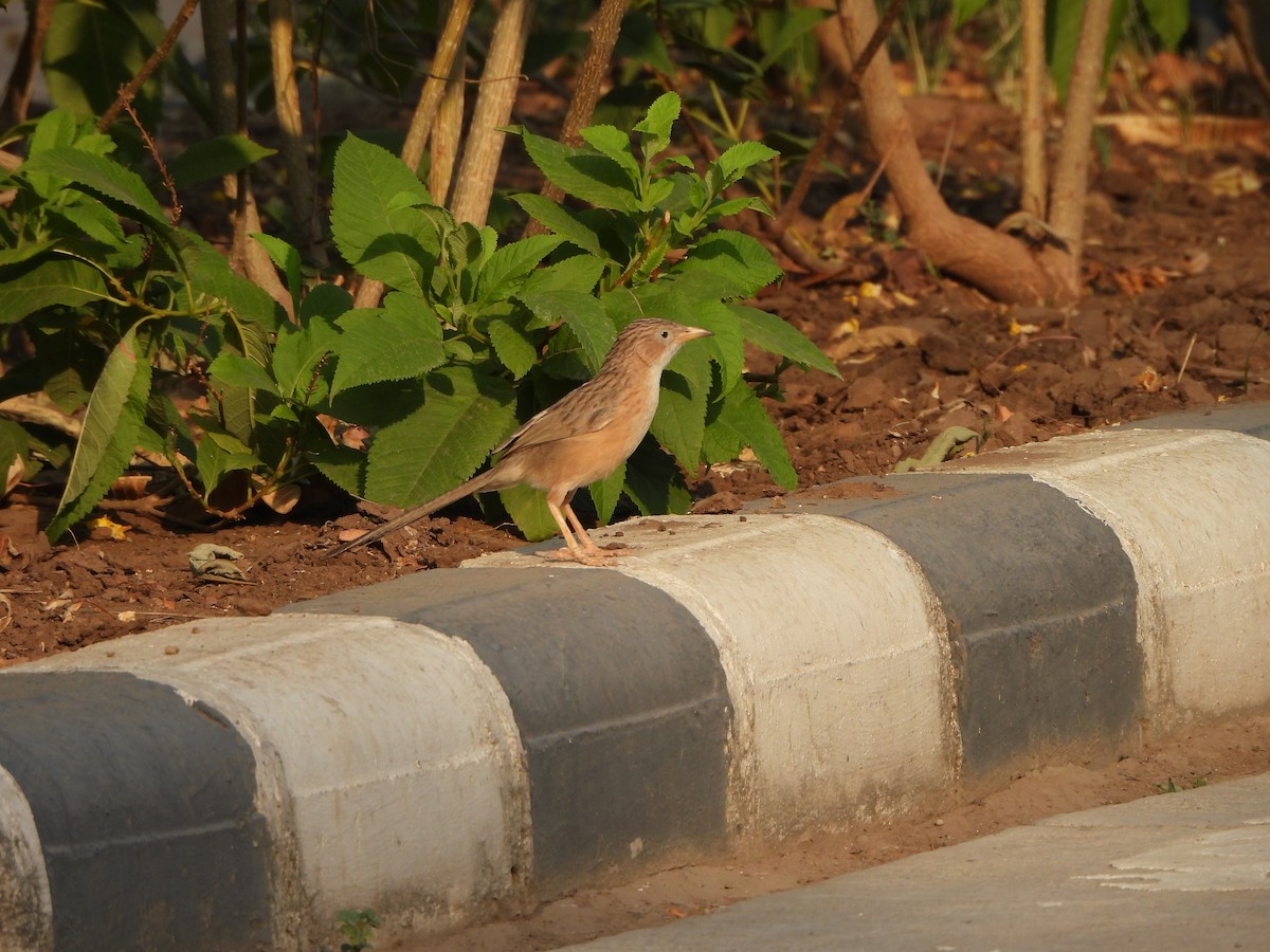 Common Babbler - ML619553364