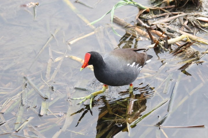 Common Gallinule - Dave Bengston