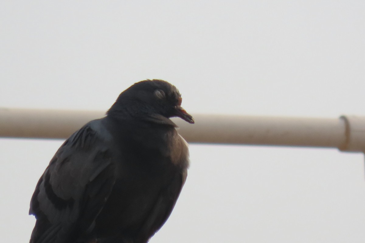 Rock Pigeon (Feral Pigeon) - Chitra Ingole