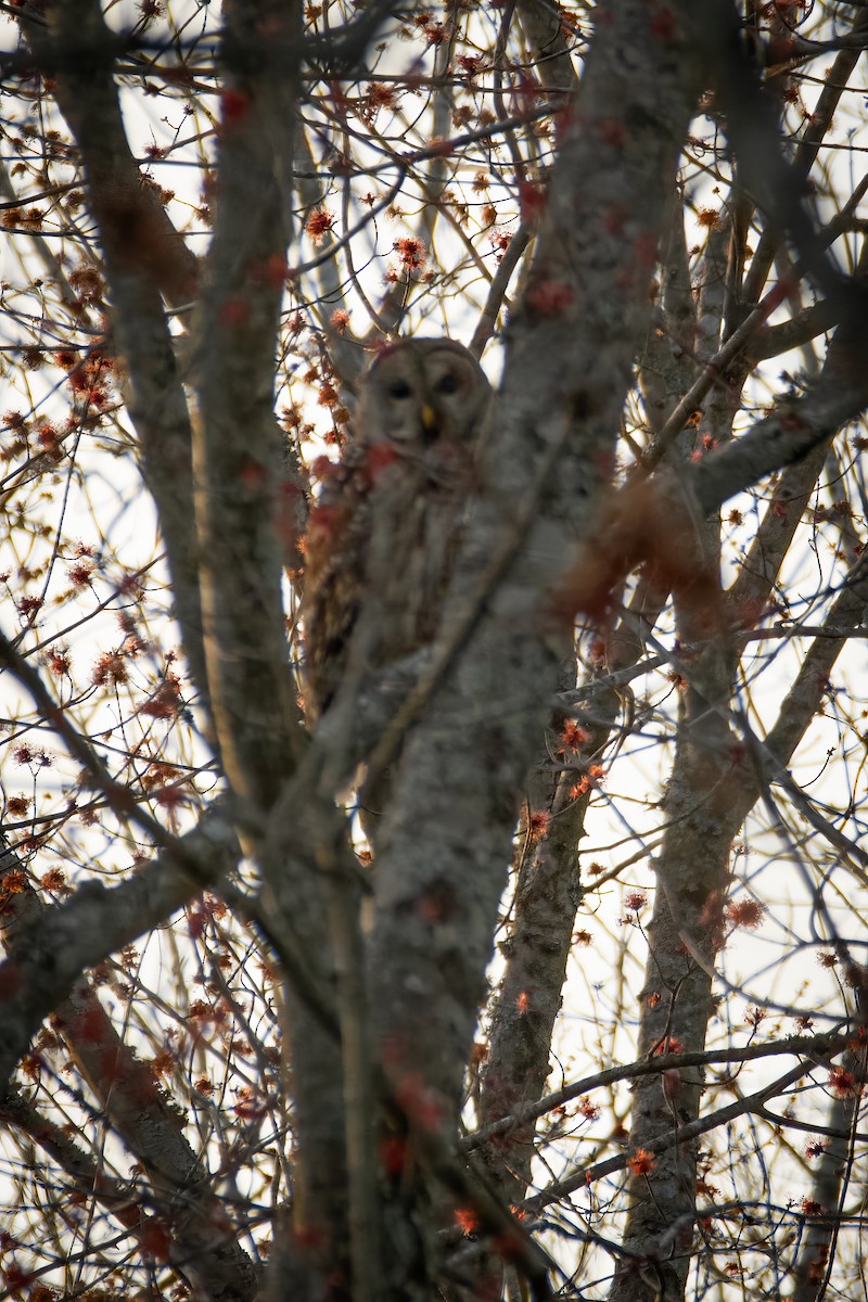 Barred Owl - Rob Cochran