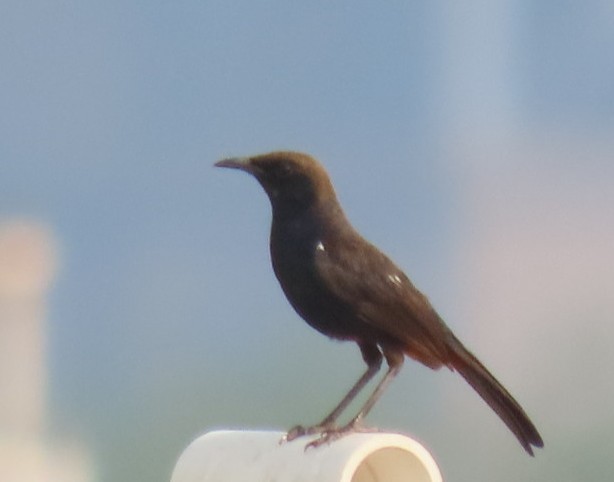 Indian Robin - Chitra Ingole