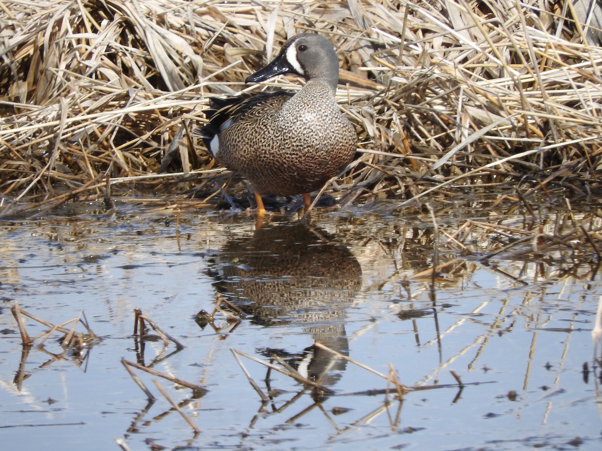 Blue-winged Teal - Andy Teucher