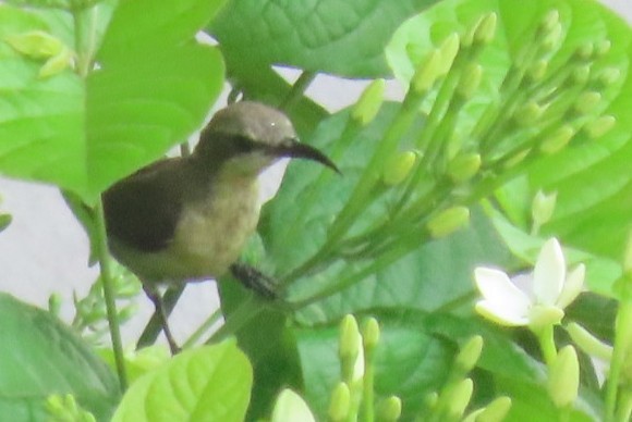 Purple Sunbird - Chitra Ingole