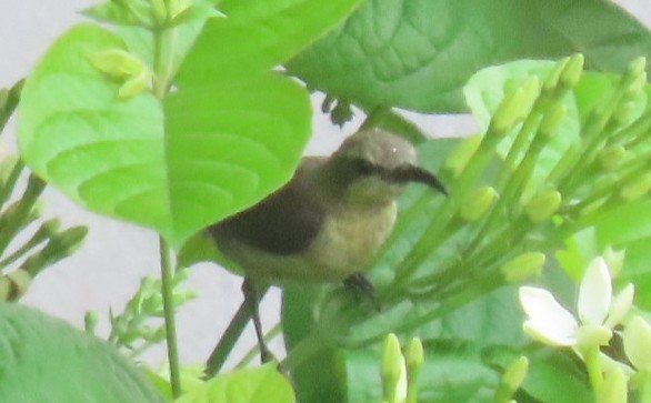 Purple Sunbird - Chitra Ingole