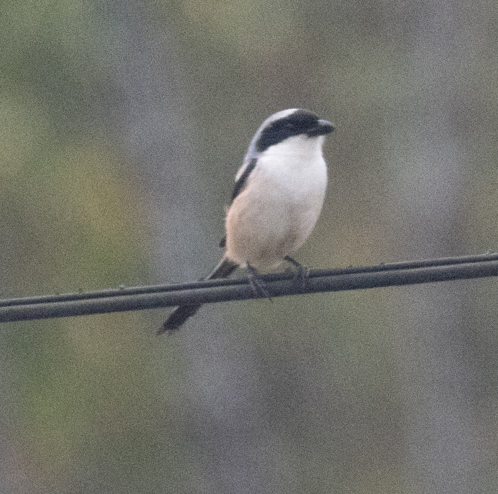 Long-tailed Shrike - Lindy Fung