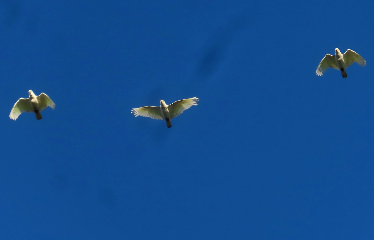 Cacatoès corella - ML619553390