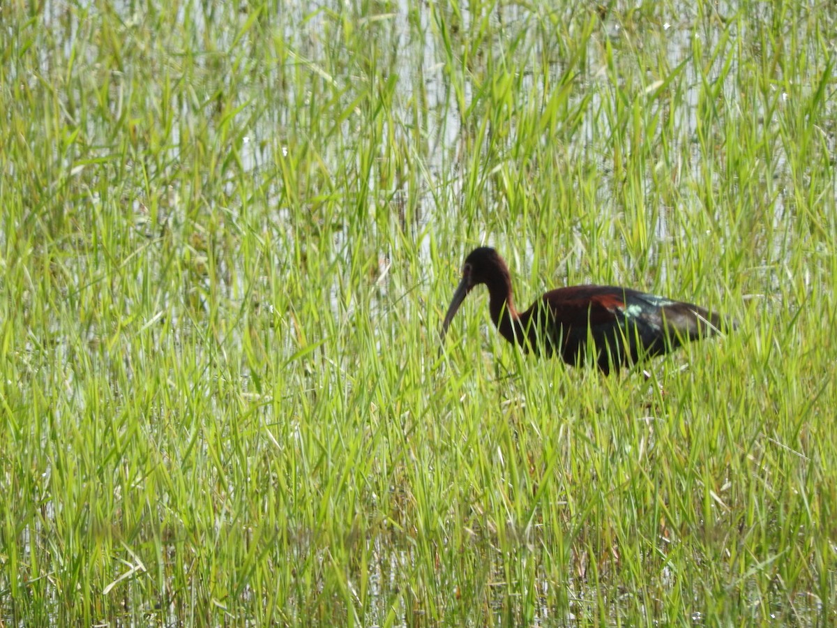 Ibis à face blanche - ML619553395