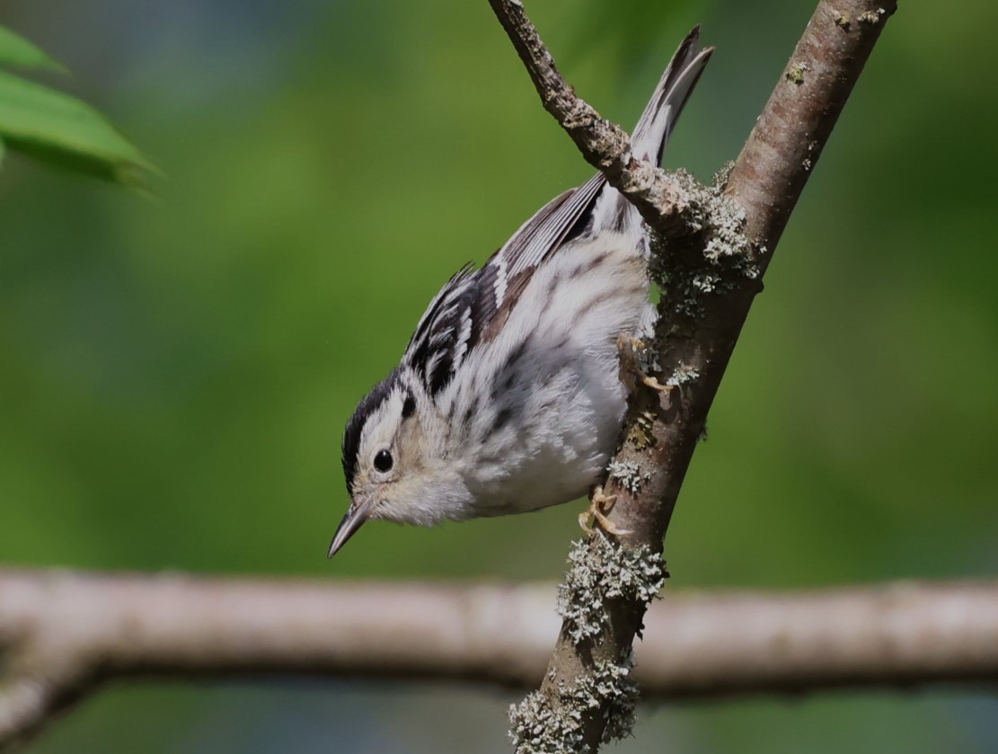 Black-and-white Warbler - Pam Rasmussen