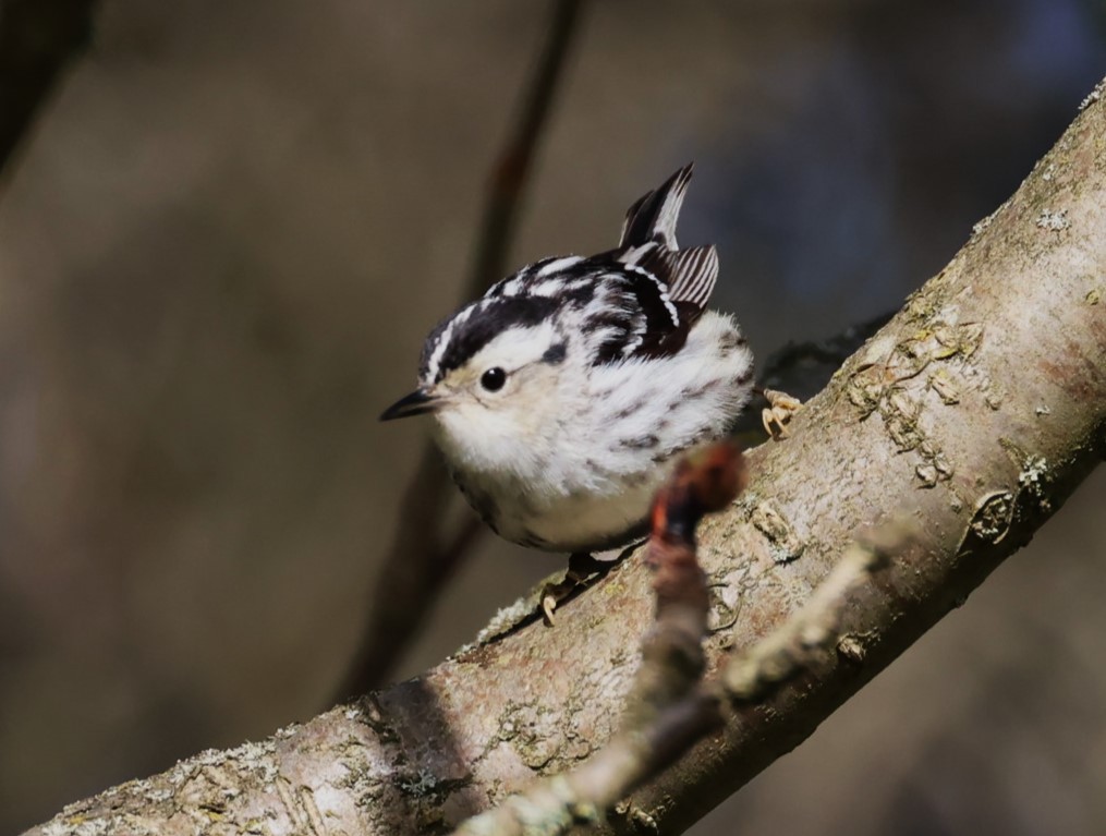 Black-and-white Warbler - Pam Rasmussen