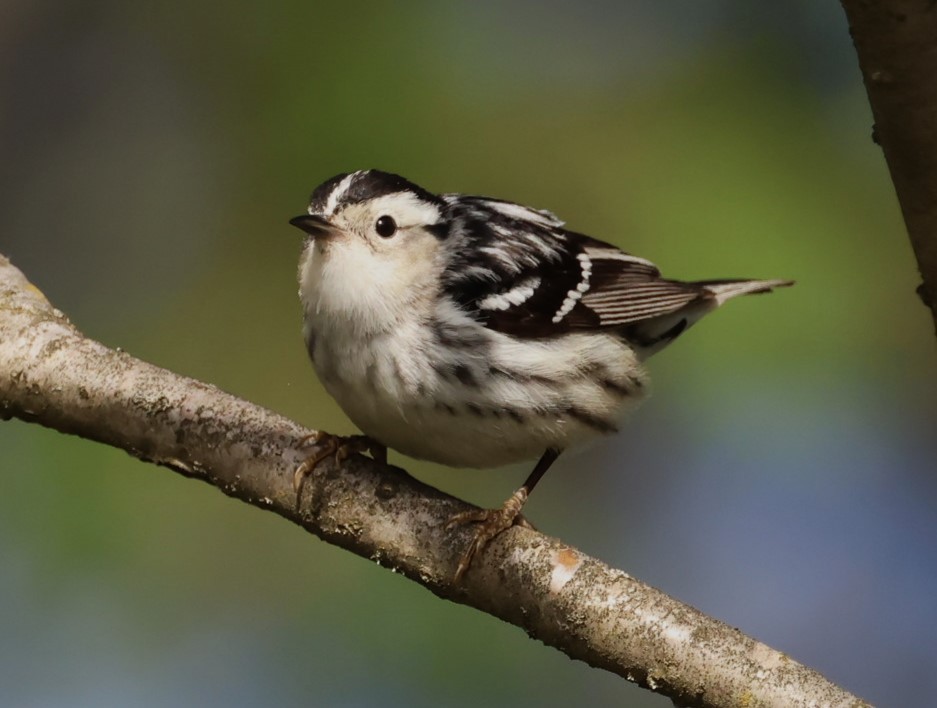 Black-and-white Warbler - Pam Rasmussen