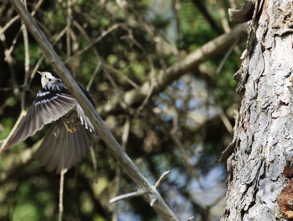 Black-and-white Warbler - Pam Rasmussen