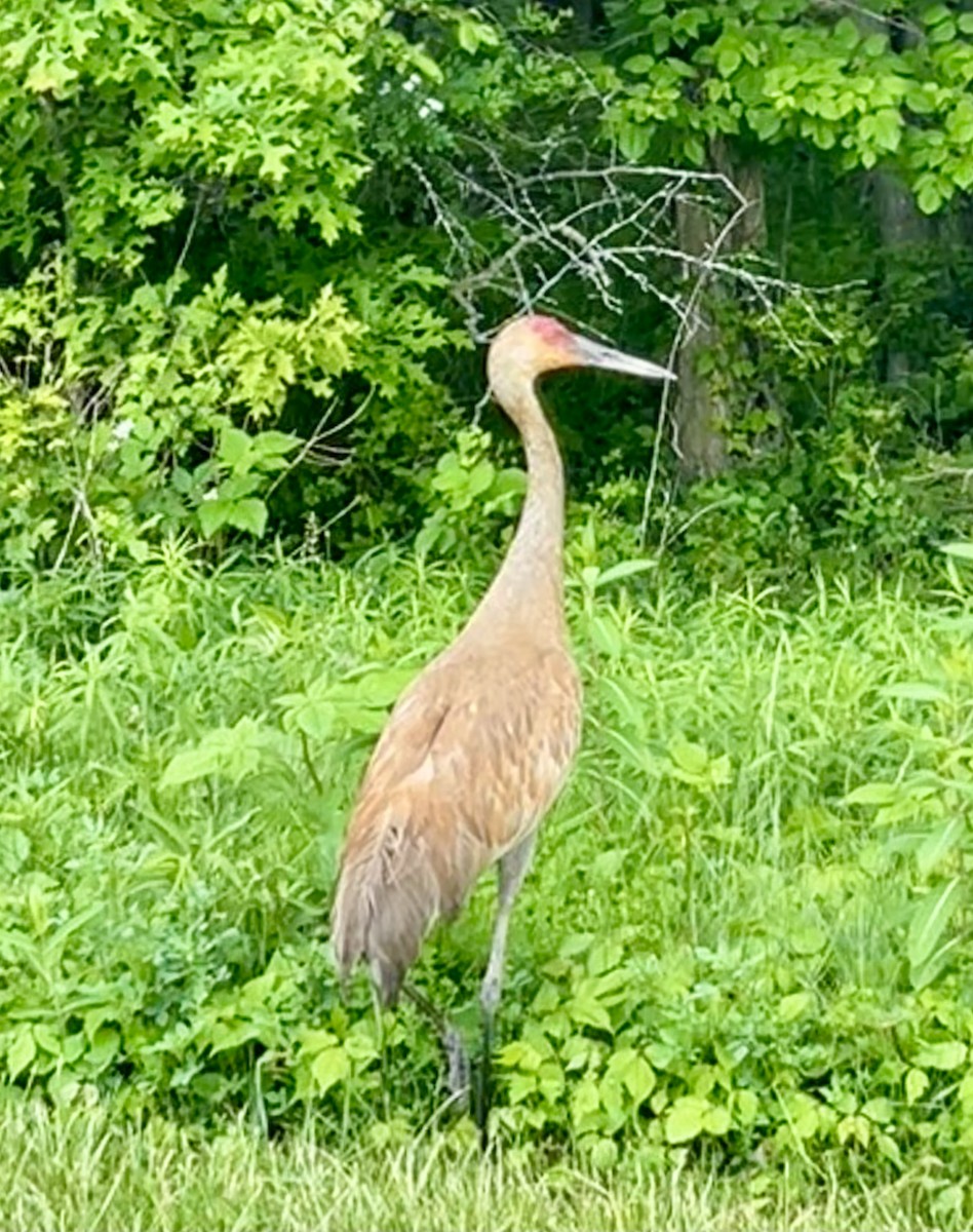 Sandhill Crane - Martin Manges