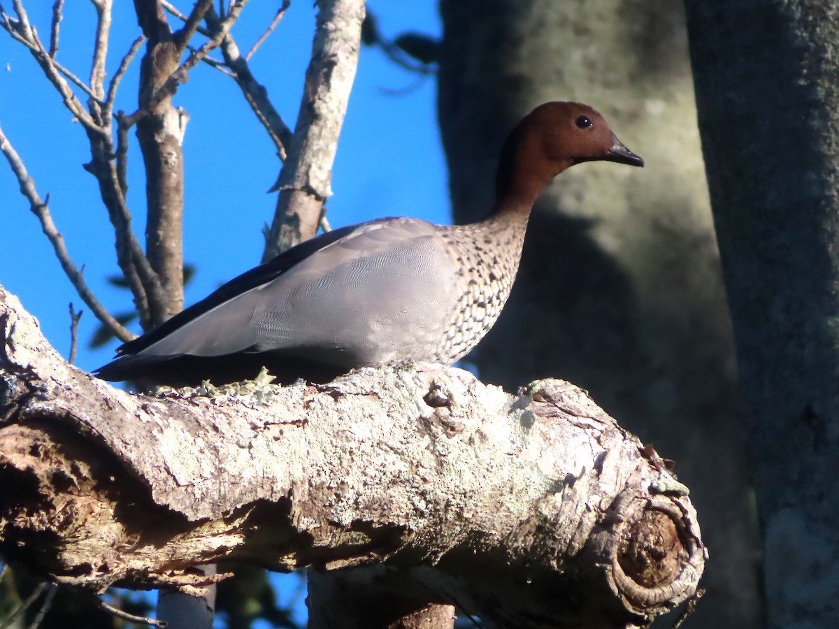 Maned Duck - Paul Dobbie