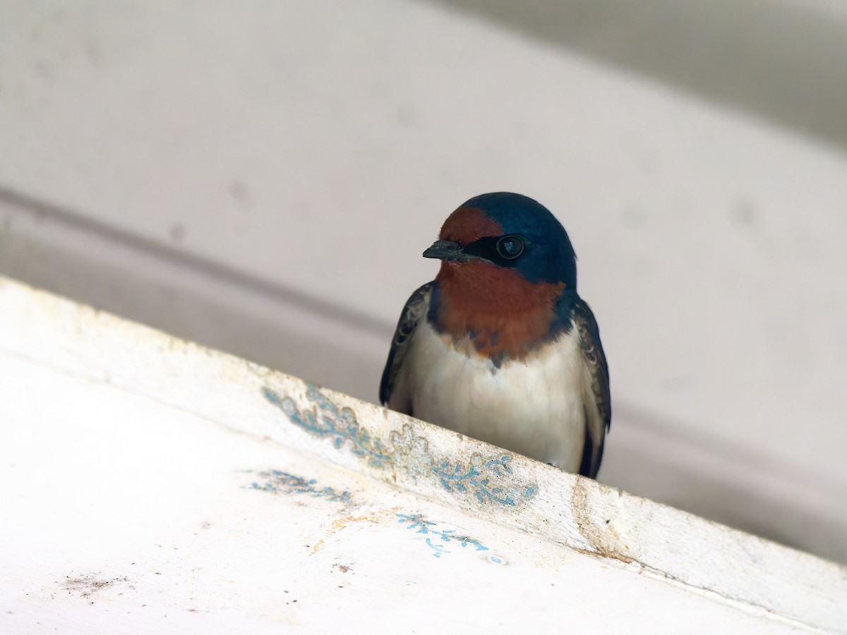 Barn Swallow - s maekawa