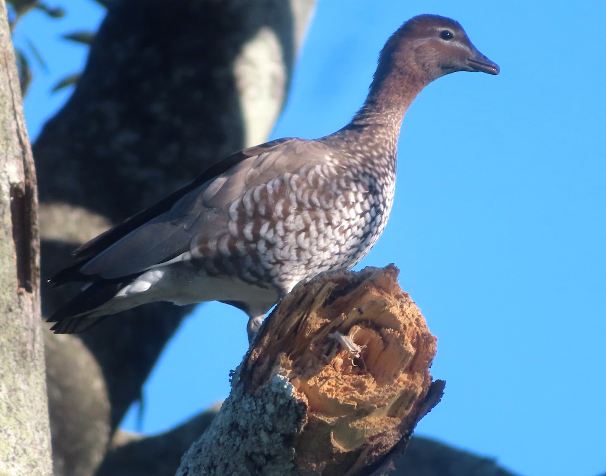 Canard à crinière - ML619553408